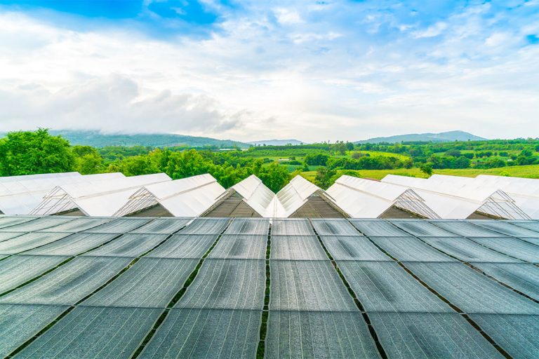 Production Riverside Greenhouses