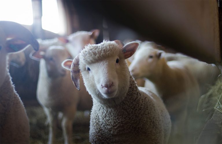 central sheep breeding farm central sheep breeding farm