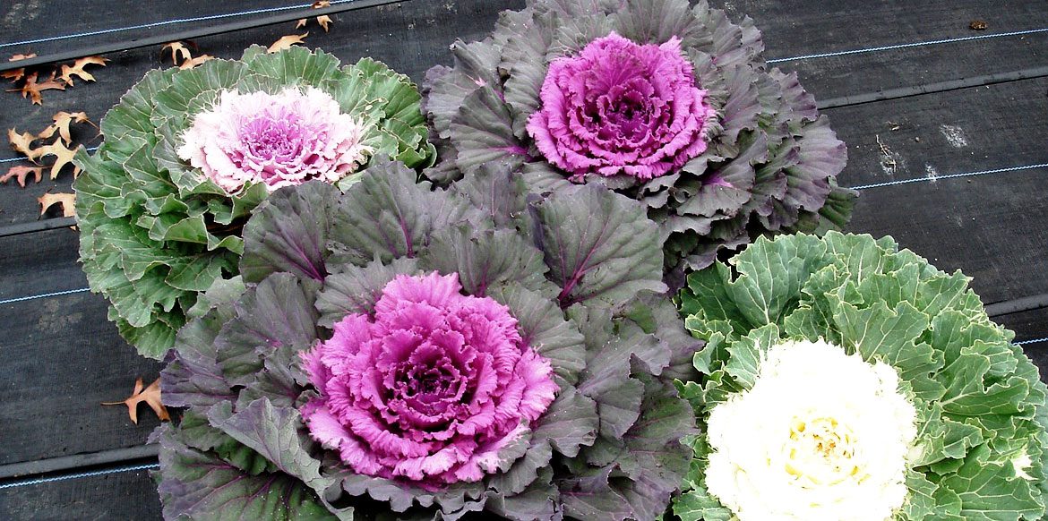 Ornamental Cabbage And Kale Plant Profile Riverside Greenhouses