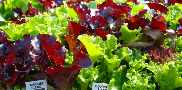 Riverside-Greenhouses-Allamuchy-NJ-Spring-Vegetable-Plants