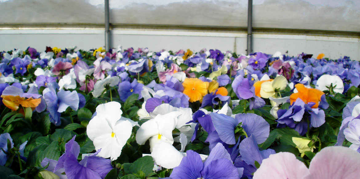 Photo Gallery Riverside Greenhouses