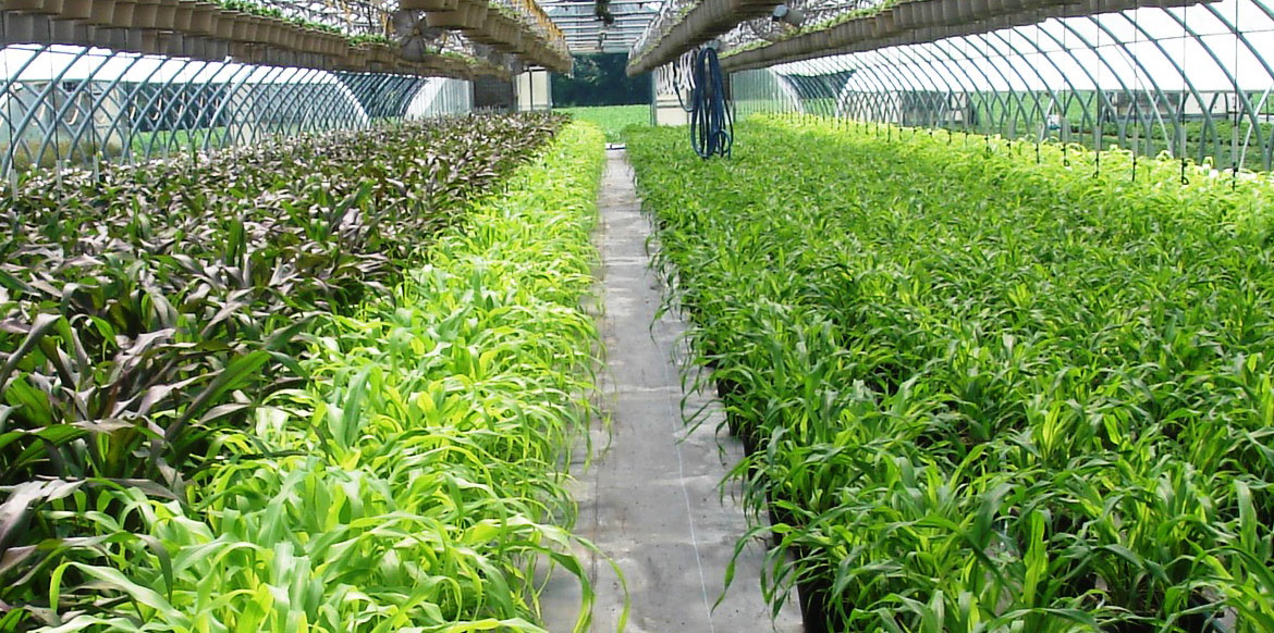 Photo Gallery Riverside Greenhouses