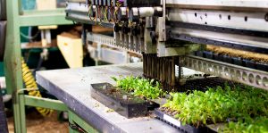 riverside-greenhouses-allamuchy-new-jersey-young-plants-plugs riverside-greenhouses-allamuchy-new-jersey-young-plants-plugs