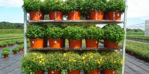 riverside-greenhouses-mums-pumpkin-spice-fall-flowers-growers-retail-new-jersey-allamuchy