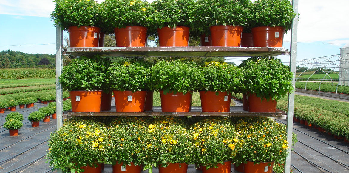 riverside-greenhouses-mums-pumpkin-spice-fall-flowers-growers-retail-new-jersey-allamuchy