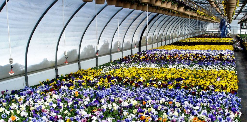 Home Riverside Greenhouses
