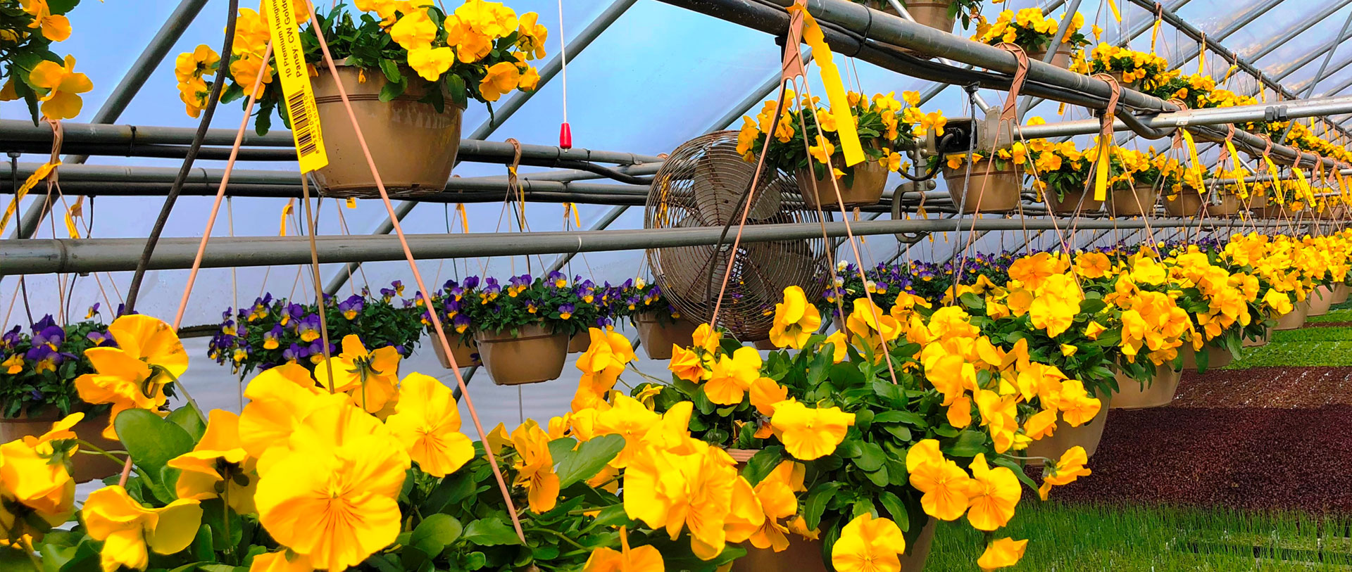 Home Riverside Greenhouses