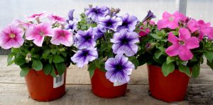 riverside-greenhouses-spring-availability riverside-greenhouses-spring-availability