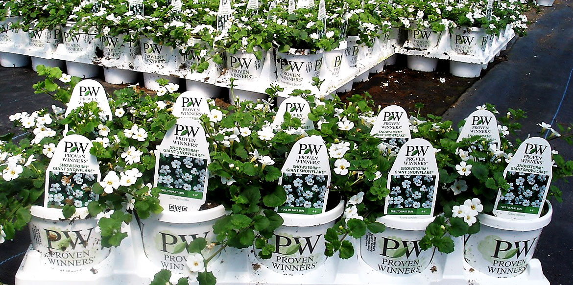 Proven Winners Riverside Greenhouses