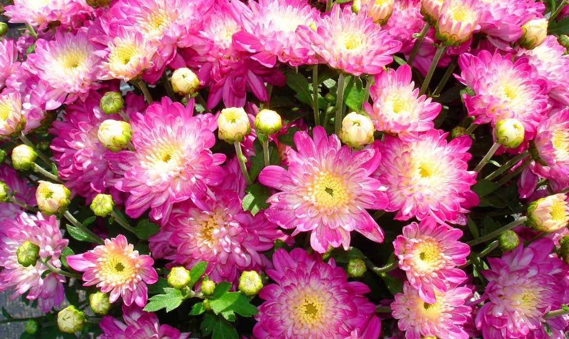 Just Some Fun Facts Abour Chrysanthemums
