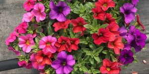 Riverside-Greenhouses-Allamuchy-NJ-Summer-Calibrachoa Riverside-Greenhouses-Allamuchy-NJ-Summer-Calibrachoa