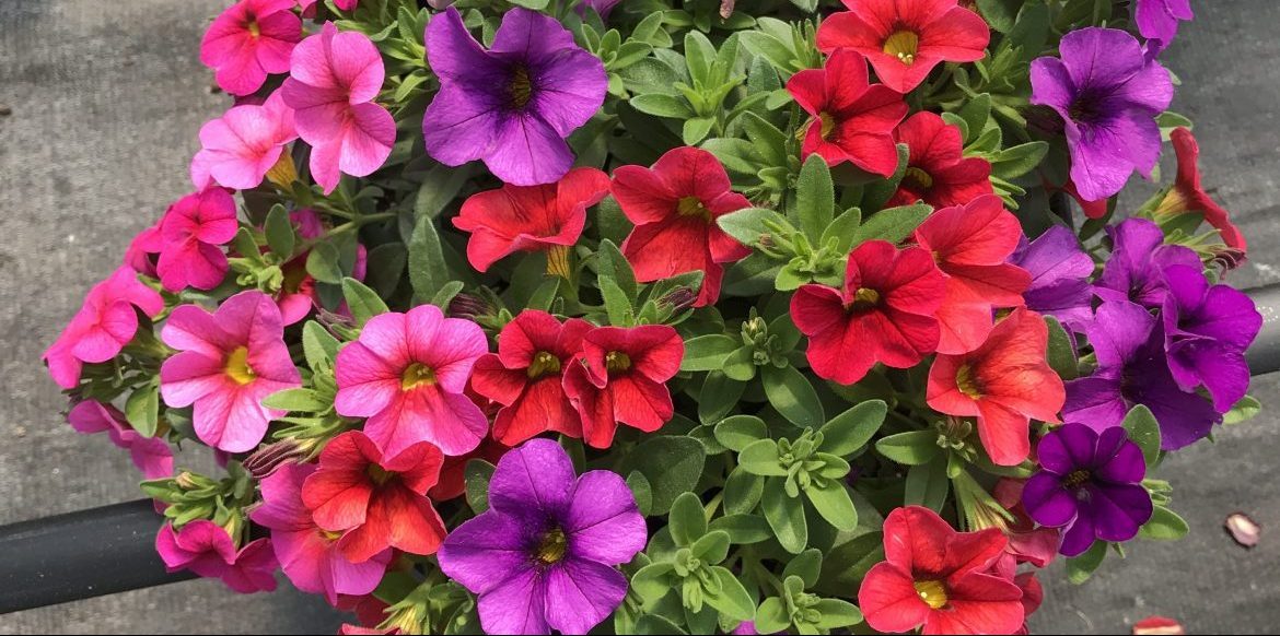 Riverside-Greenhouses-Allamuchy-NJ-Summer-Calibrachoa Riverside-Greenhouses-Allamuchy-NJ-Summer-Calibrachoa