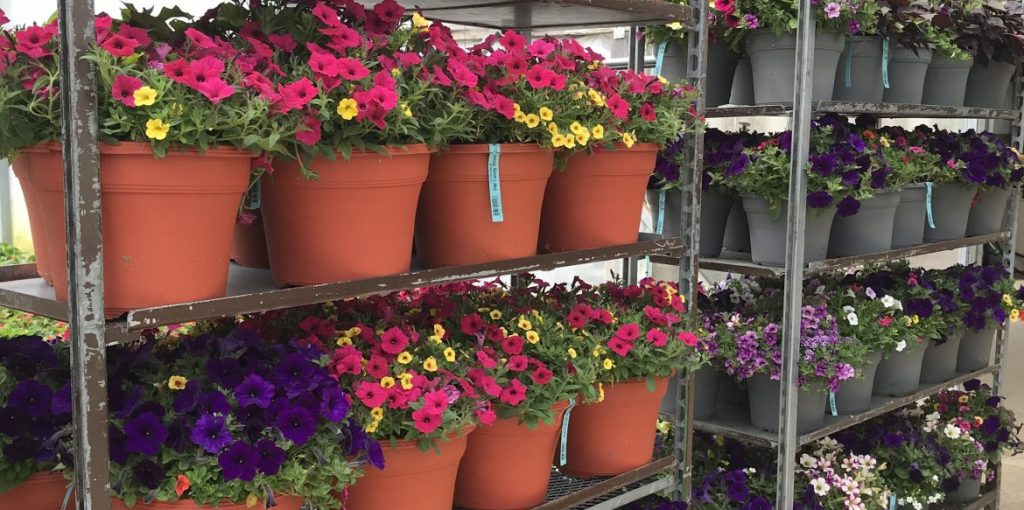 Photo Gallery Riverside Greenhouses