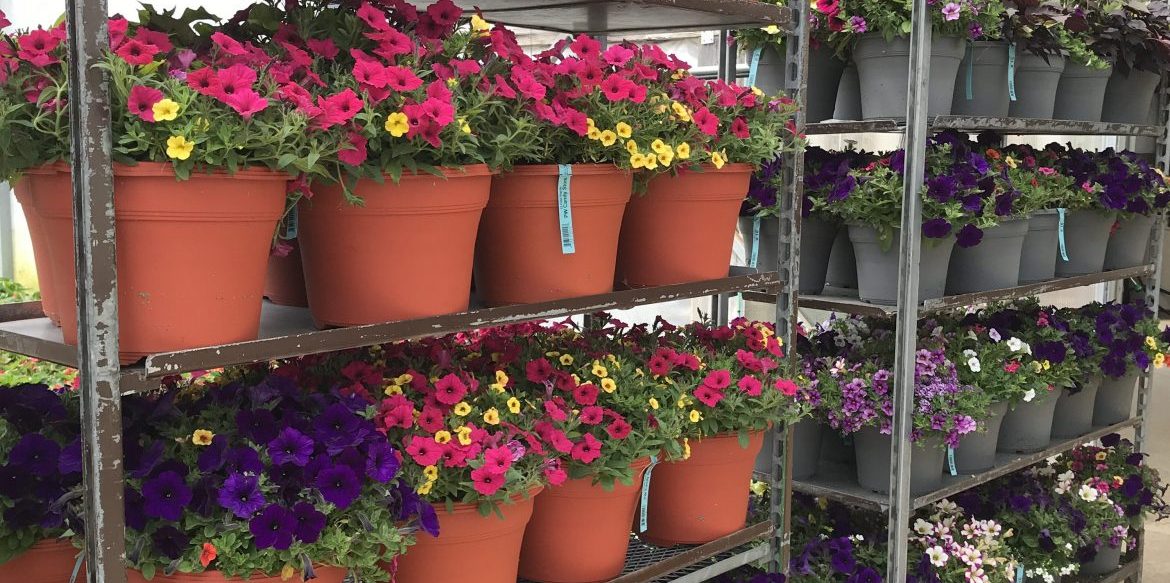 Photo Gallery Riverside Greenhouses