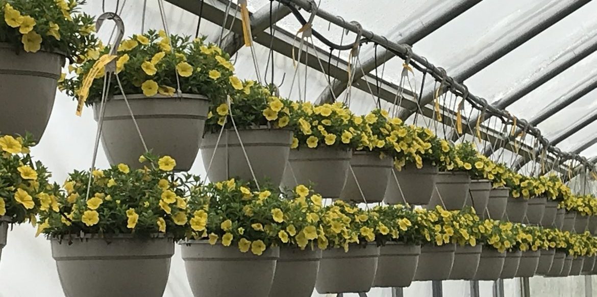 Photo Gallery Riverside Greenhouses