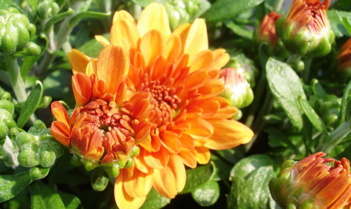 Riverside-Greenhouses-Allumuchy-NJ-Fall-Mums