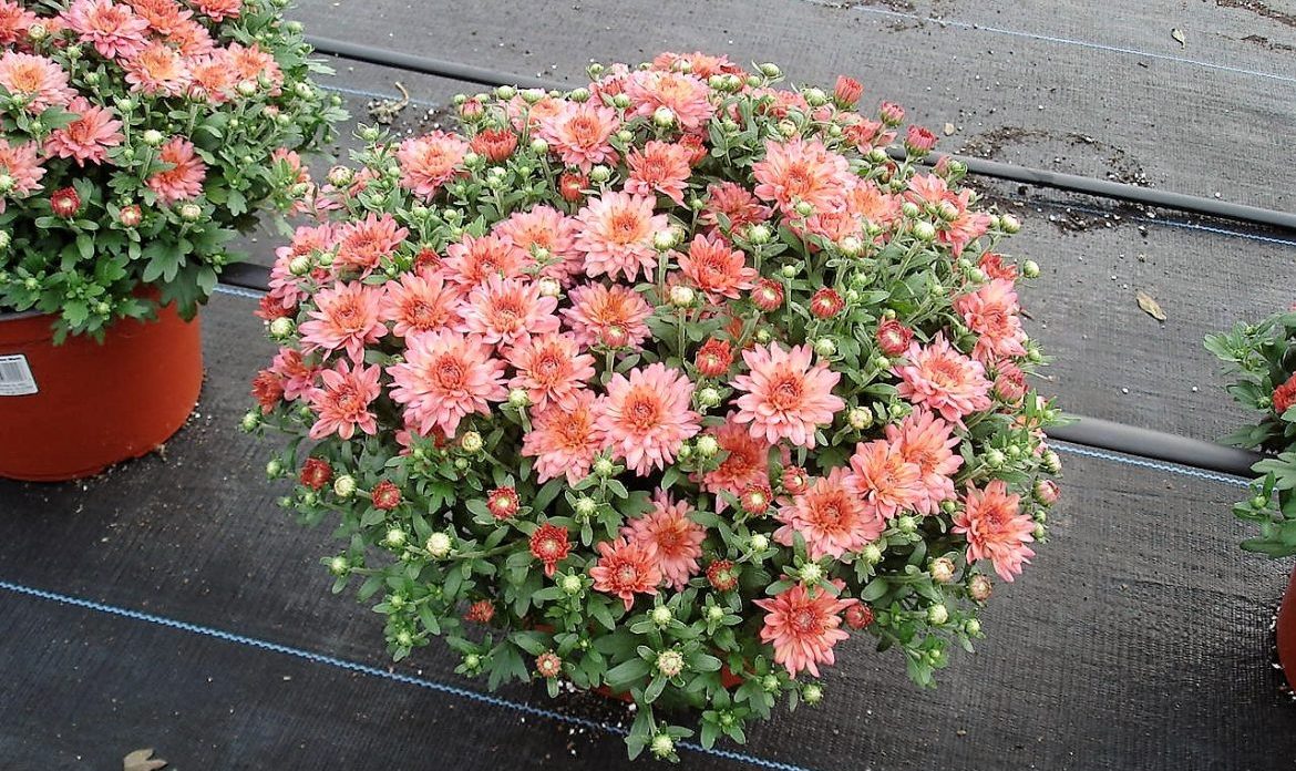 Riverside-Greenhouses-Allumuchy-NJ-Fall-Mums