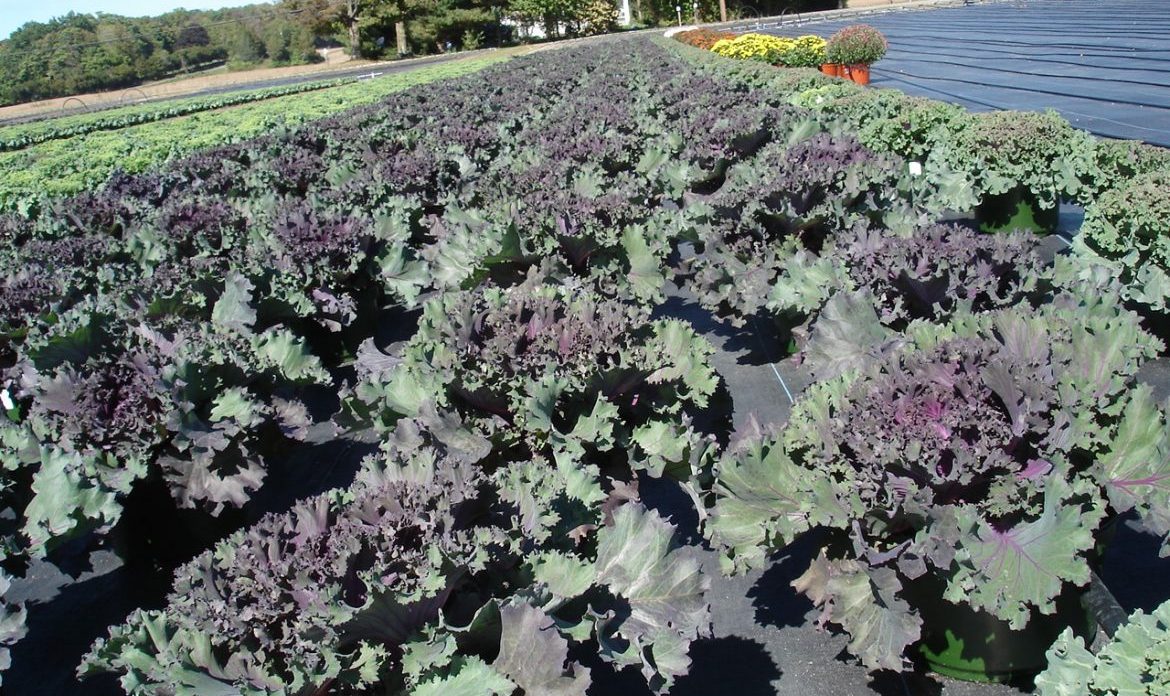 Riverside-Greenhouses-Allumuchy-NJ-Kale