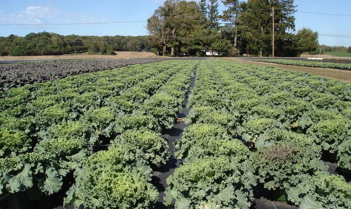 Riverside-Greenhouses-Allumuchy-NJ-Cabbage