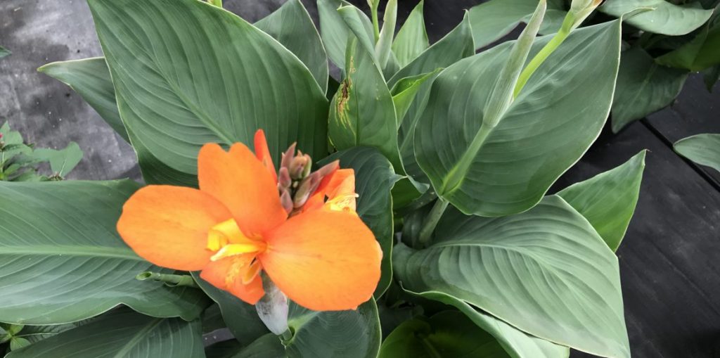 Availability Riverside Greenhouses