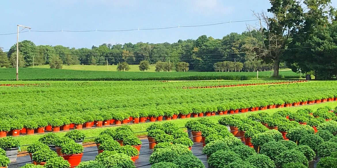 Photo Gallery Riverside Greenhouses