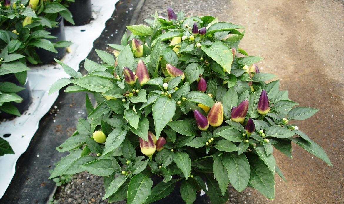 Riverside-Greenhouses-Allamuchy-NJ-Fall-Ornamental Pepper