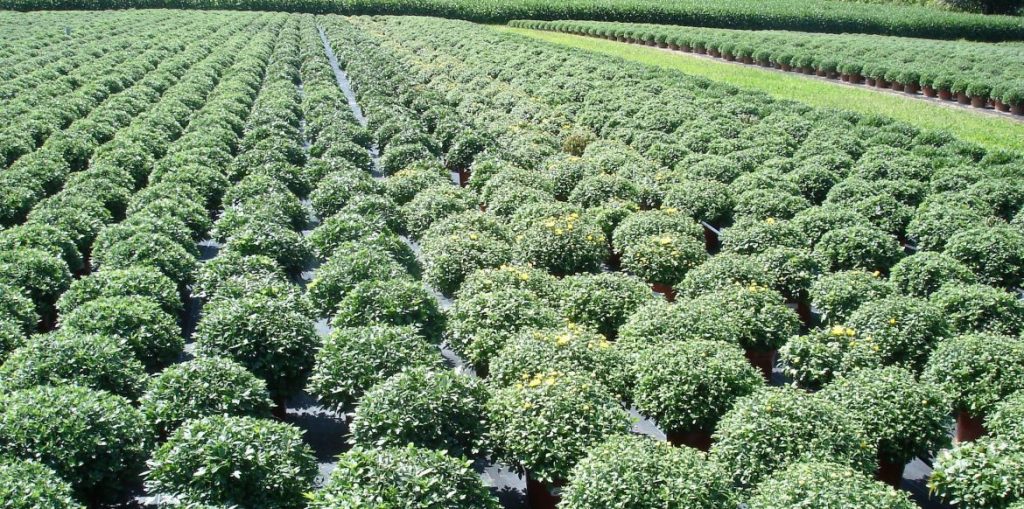 Photo Gallery Riverside Greenhouses