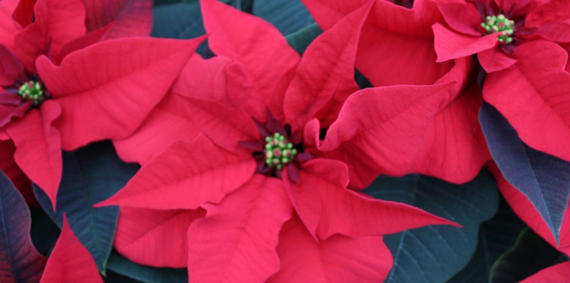 Riverside-Greenhouses-Allamuchy-NJ-Winter-Poinsettias