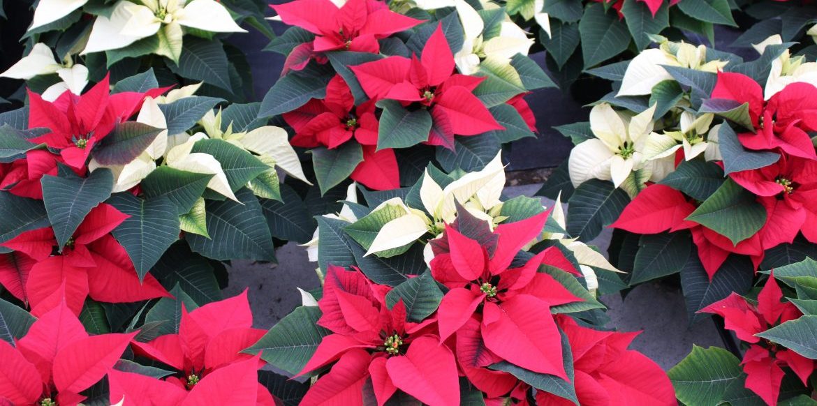 Riverside-Greenhouses-Allamuchy-NJ-Winter-Poinsettias