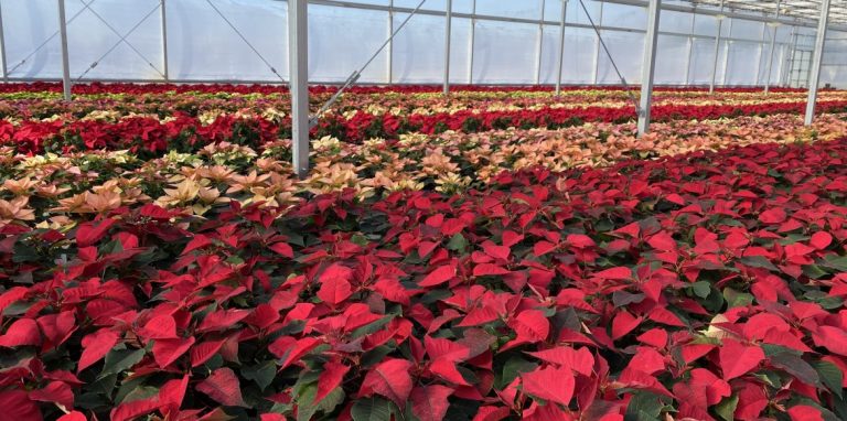 Riverside-Greenhouses-Allamuchy-NJ-Winter-Poinsettias