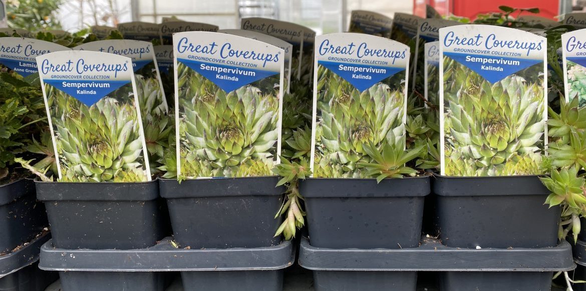 Availability Riverside Greenhouses