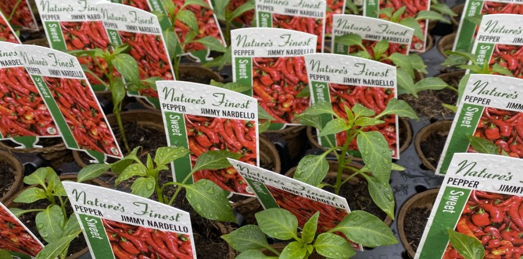 Riverside-Greenhouses-Allamuchy-NJ-Spring-Peppers Riverside-Greenhouses-Allamuchy-NJ-Spring-Peppers