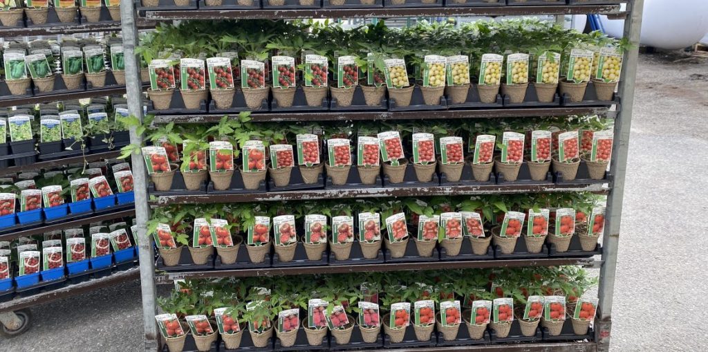Riverside-Greenhouses-Allamuchy-NJ-Spring-Vegetables Riverside-Greenhouses-Allamuchy-NJ-Spring-Vegetables