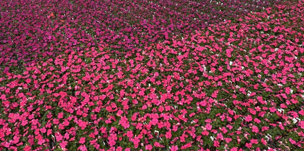 Availability Riverside Greenhouses