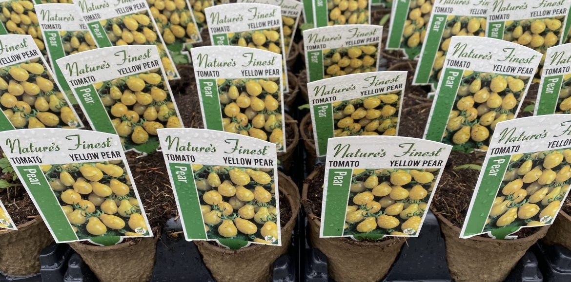Riverside-Greenhouses-Allamuchy-NJ-Spring-Tomatoes Riverside-Greenhouses-Allamuchy-NJ-Spring-Tomatoes