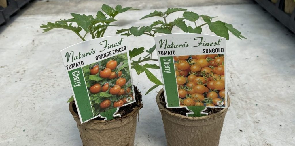 Riverside-Greenhouses-Allamuchy-NJ-Spring-Tomatoes Riverside-Greenhouses-Allamuchy-NJ-Spring-Tomatoes