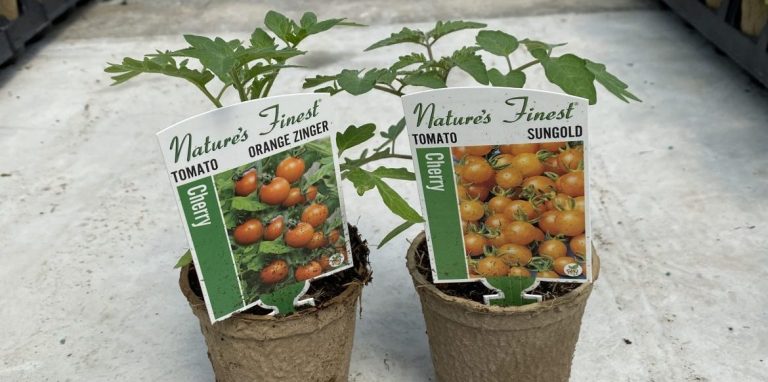 Riverside-Greenhouses-Allamuchy-NJ-Spring-Tomatoes