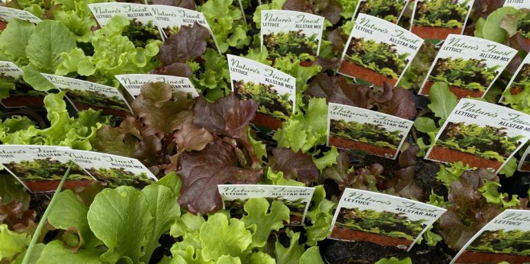 Riverside-Greenhouses-Allamuchy-NJ-Spring-Lettuce