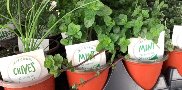 Riverside-Greenhouses-Allamuchy-NJ-Spring-Herbs