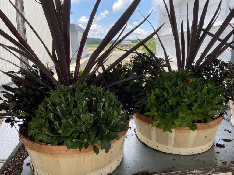 Availability Riverside Greenhouses