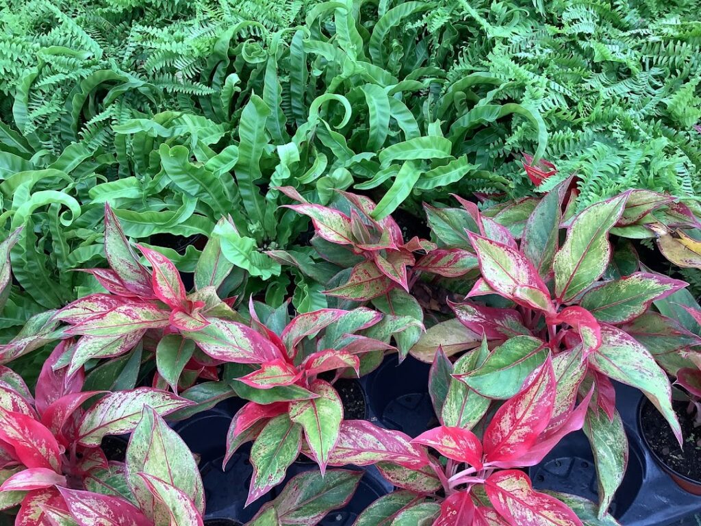 Availability Riverside Greenhouses