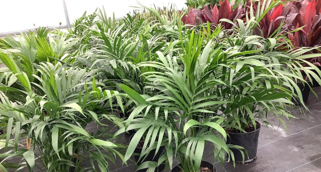 Availability Riverside Greenhouses